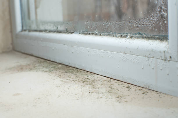 Best Emergency Mold Remediation in Gardner, KS